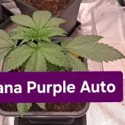 Banana Purple Auto | Paradise Seeds