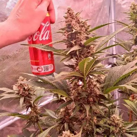 Banana Purple Punch Auto RF3 Fastbuds