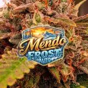 Mendo Frost Auto ❄️ 🏆