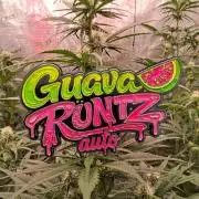 Guava Runtz Auto - Champion Line 🏆