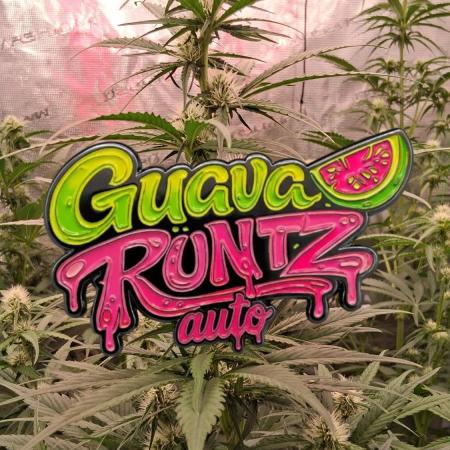 Guava Runtz Auto - Champion Line 🏆