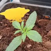 GMO Auto Barneys Farm