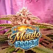 Mendo Frost Auto ❄️ 🏆