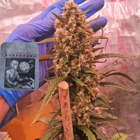 Alderaan Cookies Automatic from V-Buds