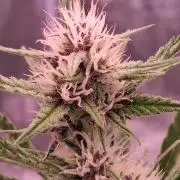 Banana Purpel Punsh Organisch mit EPN