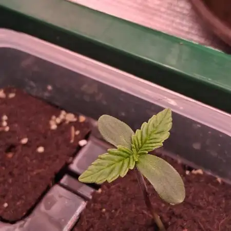 Aldebaran Cookies Automatic from V-Buds
