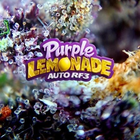 Purple Lemonade Auto RF3 😈🥤3️⃣