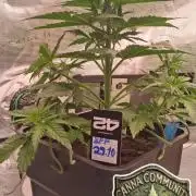 Banana Purpel Punsh Organisch mit EPN