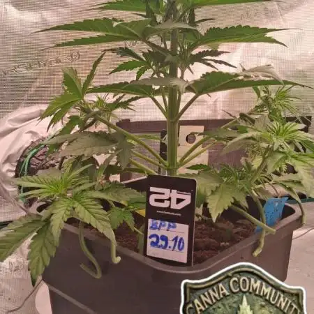 Banana Purpel Punsh Organisch mit EPN