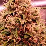 Banana Purple Auto | Paradise Seeds