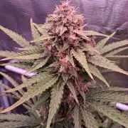 GMO Auto Barneys Farm