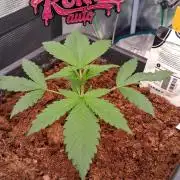 Guava Runtz Auto - Champion Line 🏆