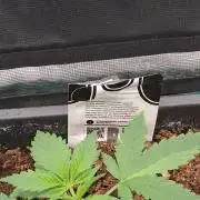 Strawberry Gorilla Auto RF3 🦍🍓