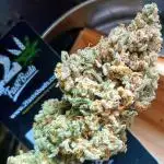 First Time 3 Automatic Strains