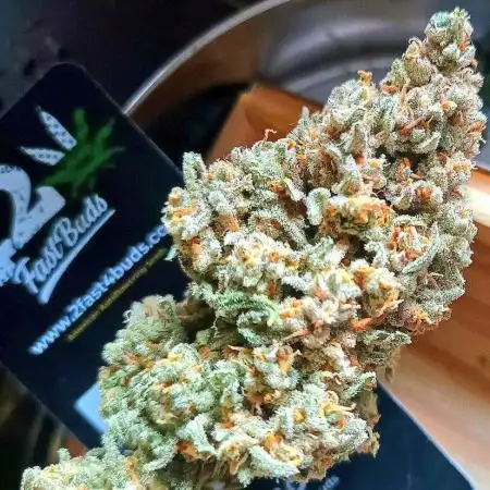 First Time 3 Automatic Strains