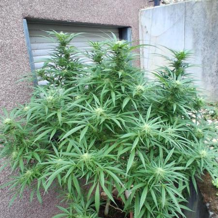 Zombie Kush Outdoor 2025
