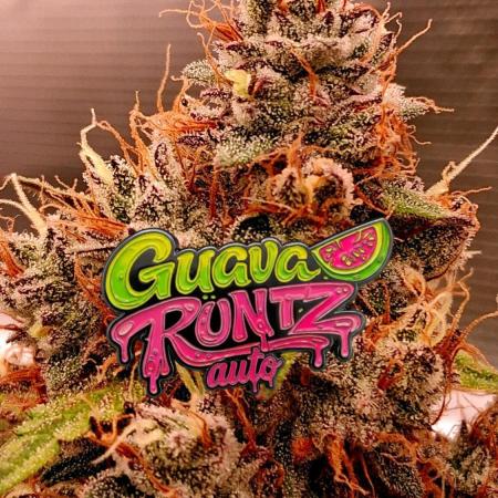 Guava Runtz Auto - Champion Line 🏆