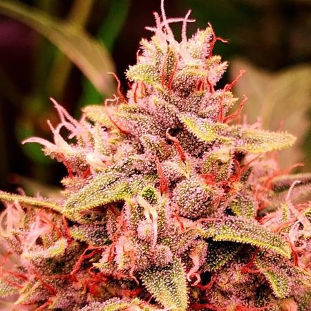 Banana Purple Auto | Paradise Seeds