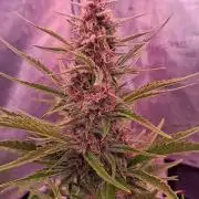 Banana Purpel Punsh Organisch mit EPN