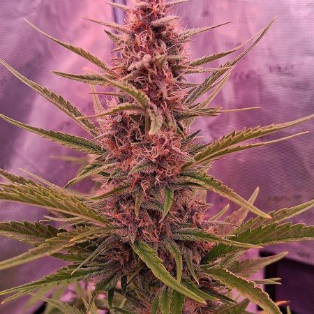 Banana Purpel Punsh Organisch mit EPN