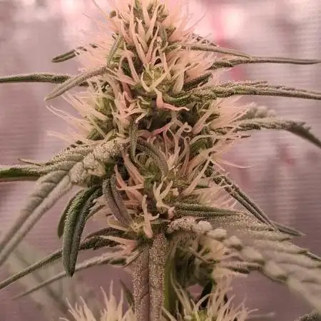 Alderaan Cookies Automatic from V-Buds
