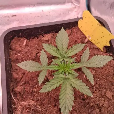 Aldebaran Cookies Automatic from V-Buds