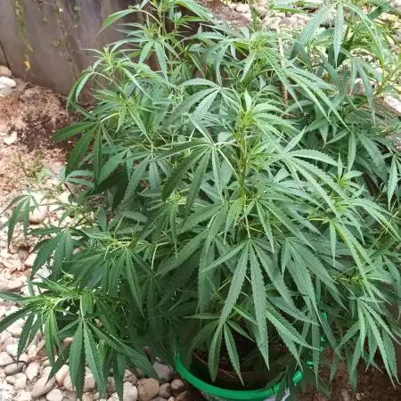 Zombie Kush Outdoor 2025