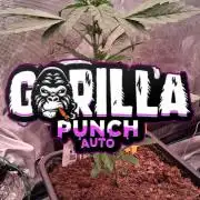 Gorilla Punch Auto 🦍 🥊 Fast Buds