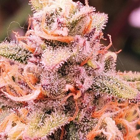 Alderaan Cookies Automatic from V-Buds