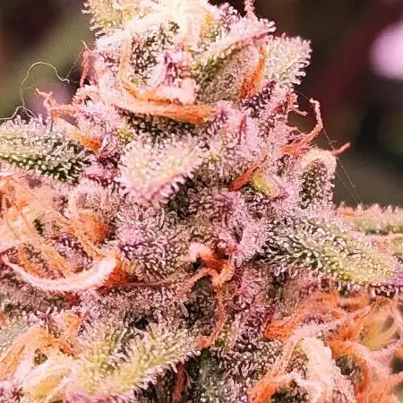 Alderaan Cookies Automatic from V-Buds