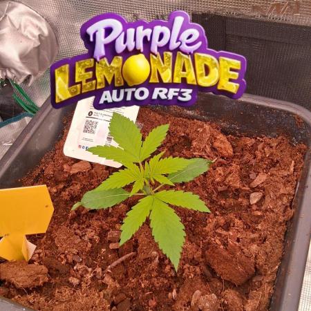 Purple Lemonade Auto RF3 😈🥤3️⃣