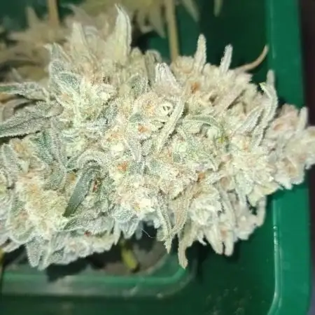 First Time 3 Automatic Strains