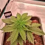 Banana Purpel Punsh Organisch mit EPN