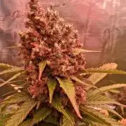 Banana Purple Punch Auto RF3 Fastbuds