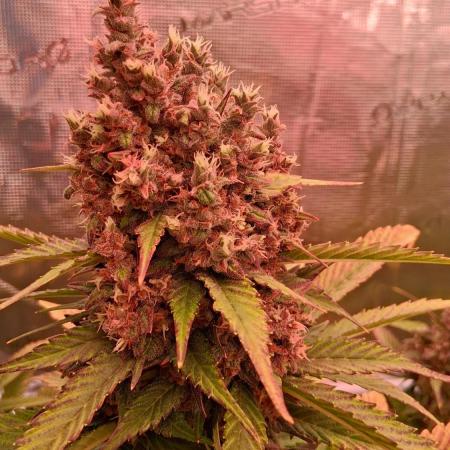 Banana Purple Punch Auto RF3 Fastbuds