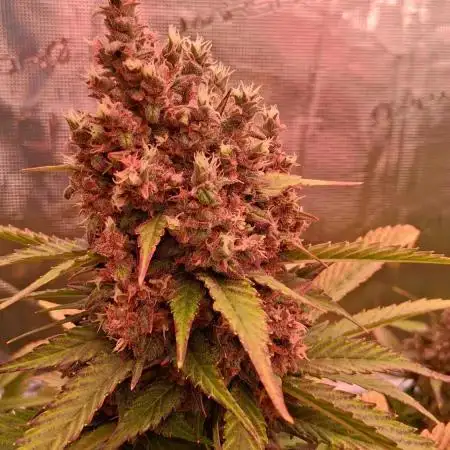 Banana Purple Punch Auto RF3 Fastbuds