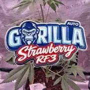 Strawberry Gorilla Auto RF3 🦍🍓