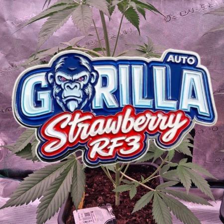 Strawberry Gorilla Auto RF3 🦍🍓
