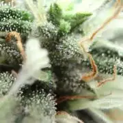 Super Lemon Cherry
