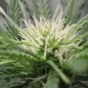 Super Lemon Cherry