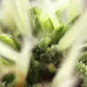 Super Lemon Cherry
