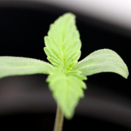 Critical+ 2.0 meets Larry Bird