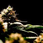Super Lemon Cherry
