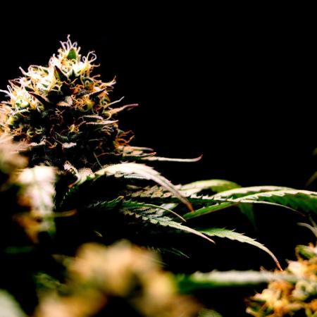 Super Lemon Cherry