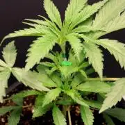 Super Lemon Cherry