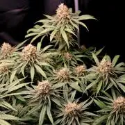 Super Lemon Cherry