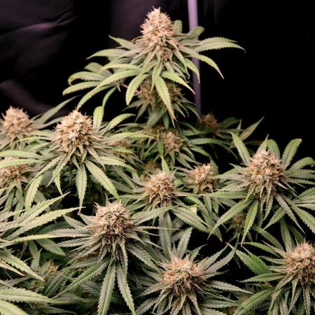 Super Lemon Cherry