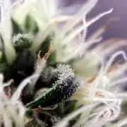 Super Lemon Cherry