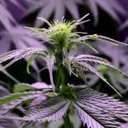 White Biscotti OG XXL