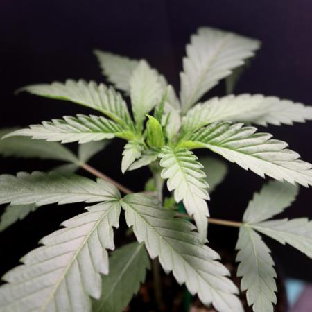 Super Lemon Cherry
